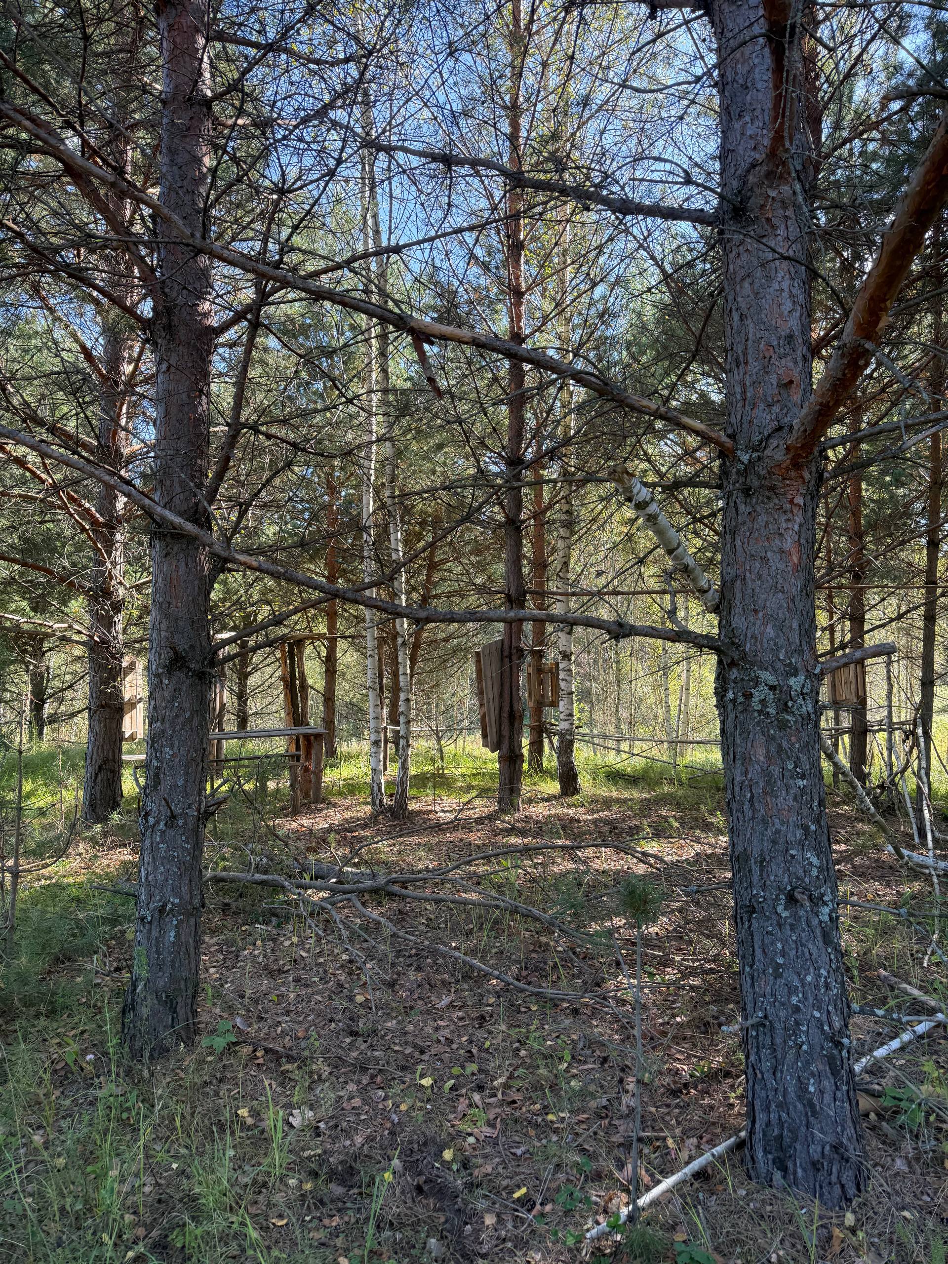 Рустикальная деревянная скамейка в сосново-берёзовом лесу со скворечниками